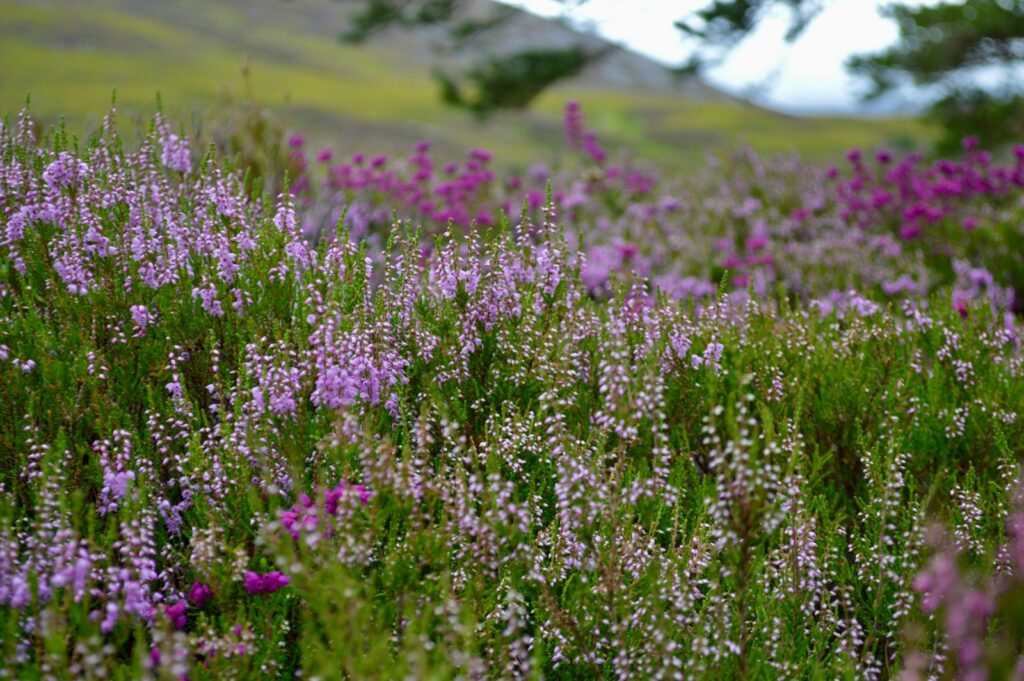 purple flower field during daytime Scottish heather in bloom