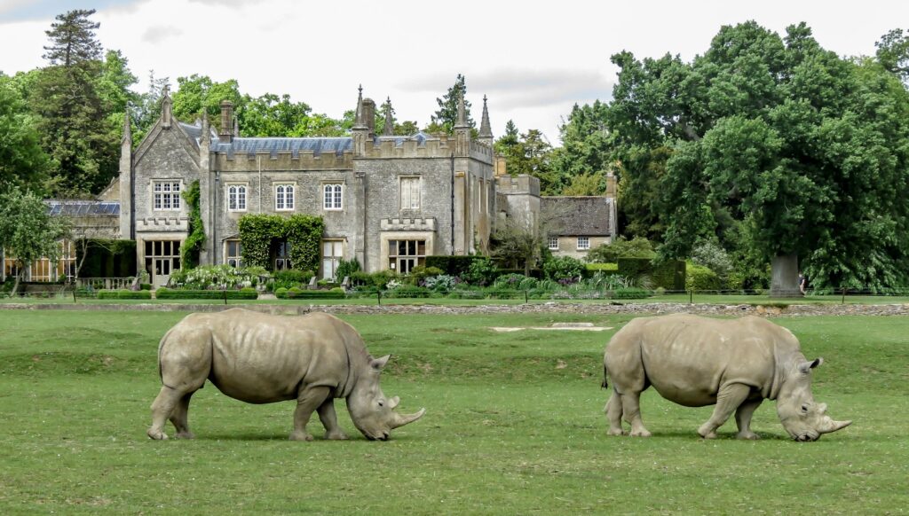 brown rhinoceros on green grass field near brown concrete building during daytime