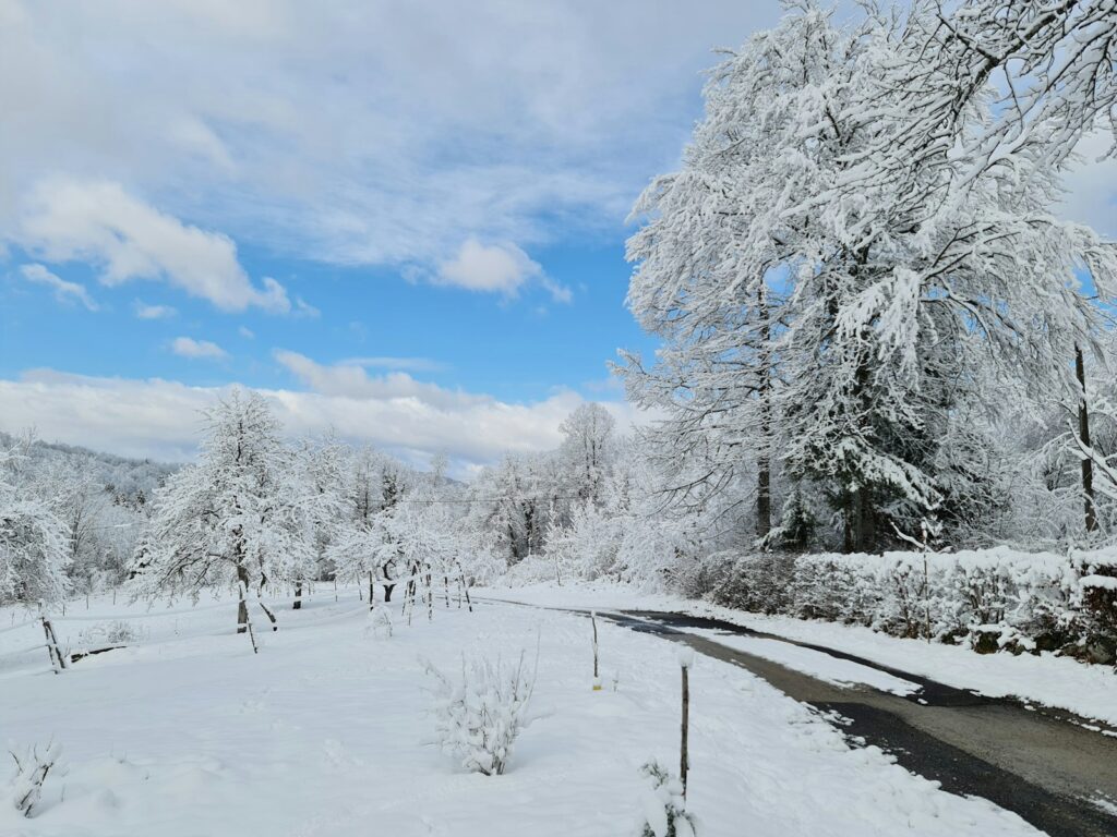 snow covered trees under blue sky during daytime