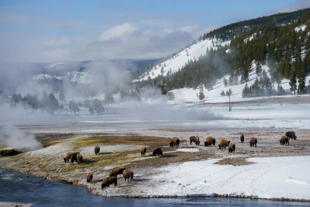 A herd of animals standing on top of a snow covered field